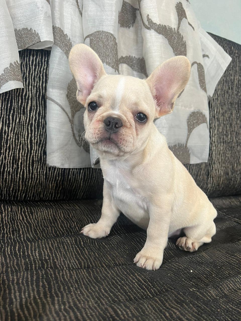 French Bulldog